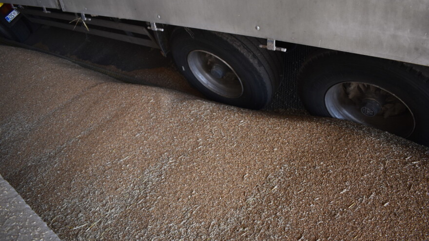 U FBiH proizvodnja pšenice smanjena za trećinu, manje je i raži, ječma i zobi