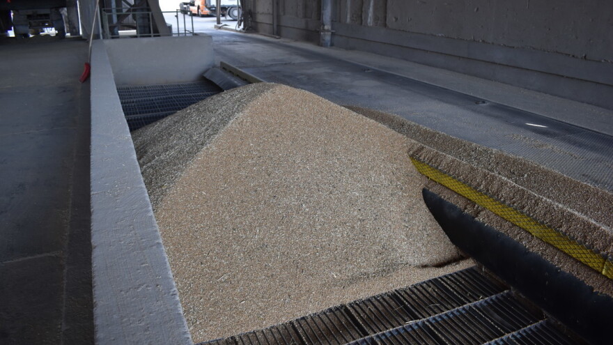 Ovogodišnja pšenica: Hektolitarska masa veći problem od vlage