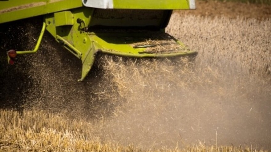 Ječam podbacio, pšenica ne obećava