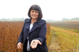 Varaždinska heljda postala čuvana sorta, upisana na listu Republike Hrvatske
