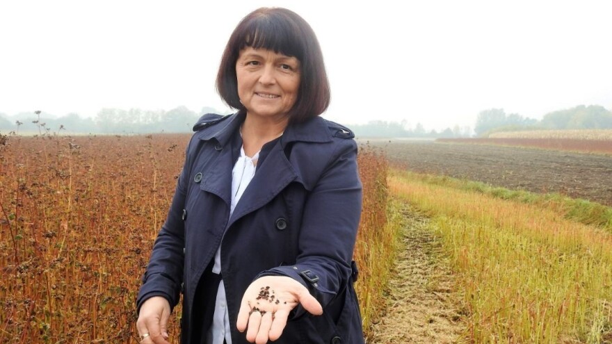 Varaždinska heljda postala čuvana sorta, upisana na listu Republike Hrvatske