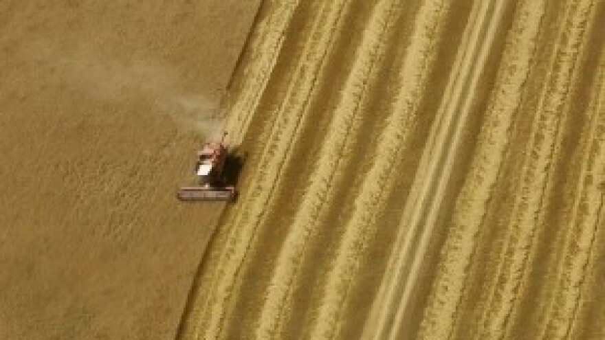 Pšenica u Izrael, novac na računu za dva dana