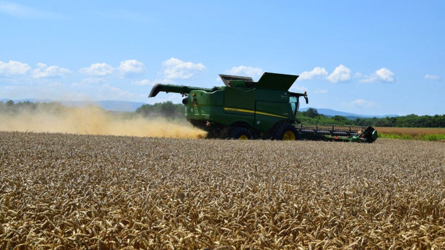 Italija će zbog suše proizvesti 15 posto manje pšenice
