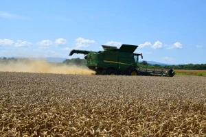 Italija će zbog suše proizvesti 15 odsto manje pšenice