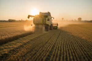 Žetva ječma u Banatu privodi se kraju!