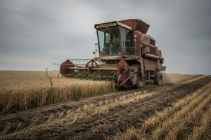 Žetva ječma u Končanici