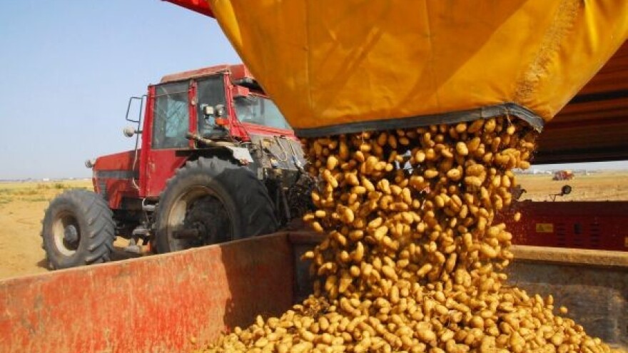 Pola milijuna kuna za proizvodnju krumpira!