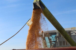 Padaju cene na Produktnoj berzi - kukuruz 33,9 dinara za kilogram