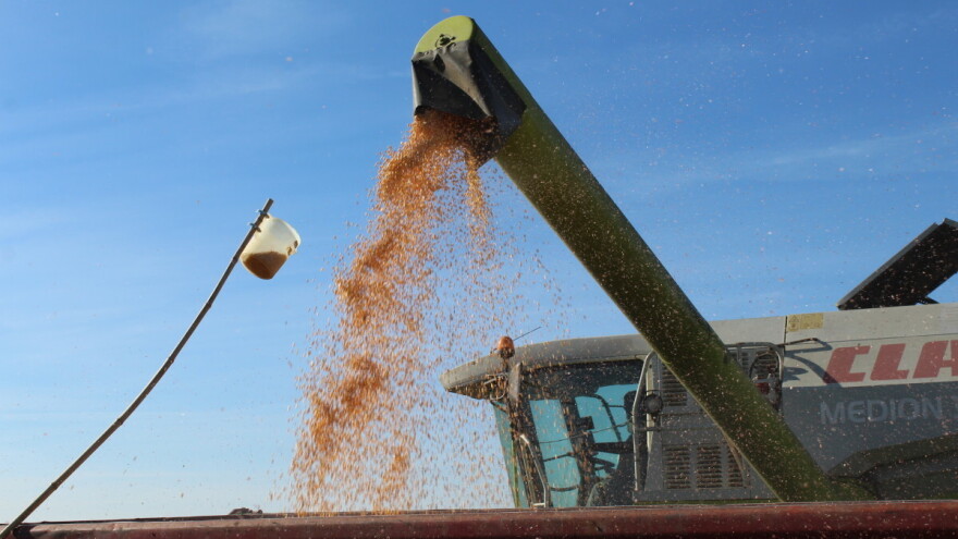Globalne zalihe kukuruza najniže u posljednjih 11 godina