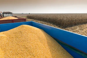 Rod suncokreta - 2,8 t, a kukuruza 5,6 t/ha