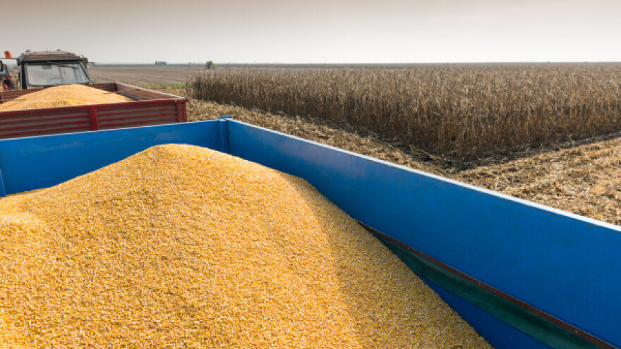 Rod suncokreta - 2,8 t, a kukuruza 5,6 t/ha