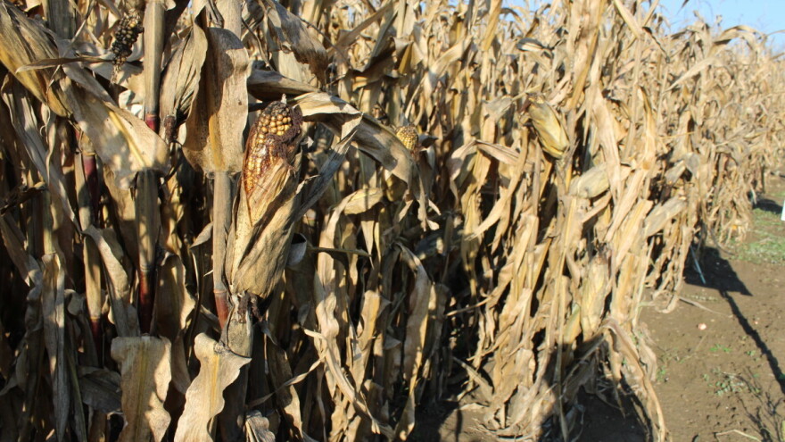 Drugi kvartal: Prosječne proizvođačke cijene poljoprivrednih proizvoda porasle 5,5 posto