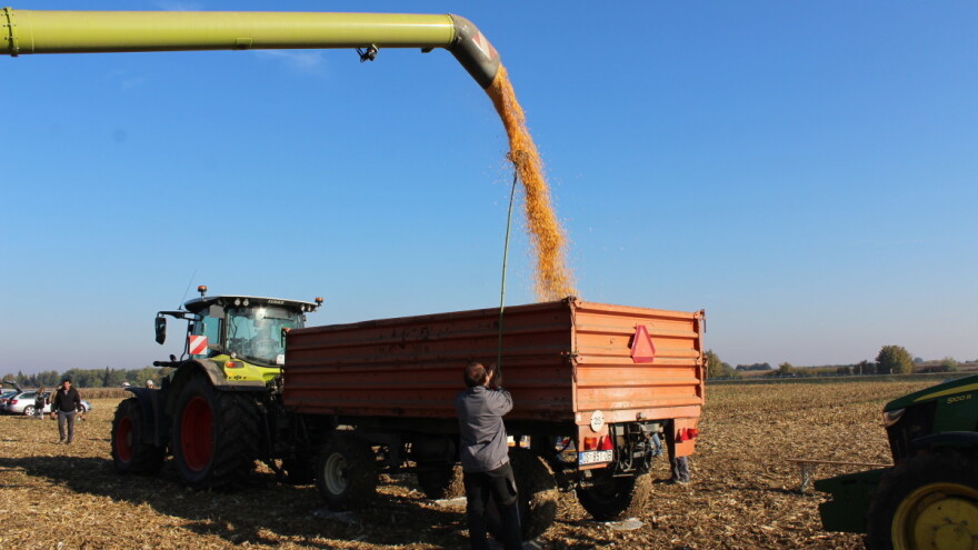 Novi Sad oglasio poziv za nabavku merkantilnog kukuruza