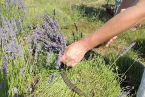 Male plantaže ljekovitog bilja u kamenu