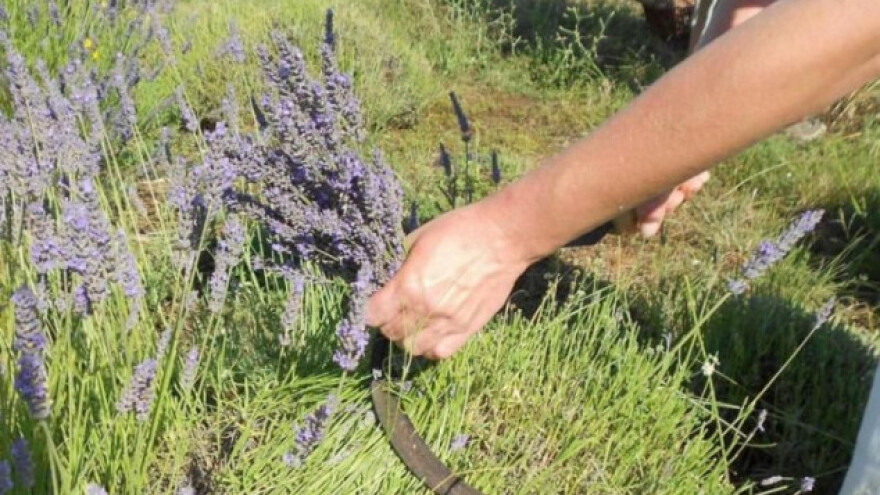 Male plantaže ljekovitog bilja u kamenu
