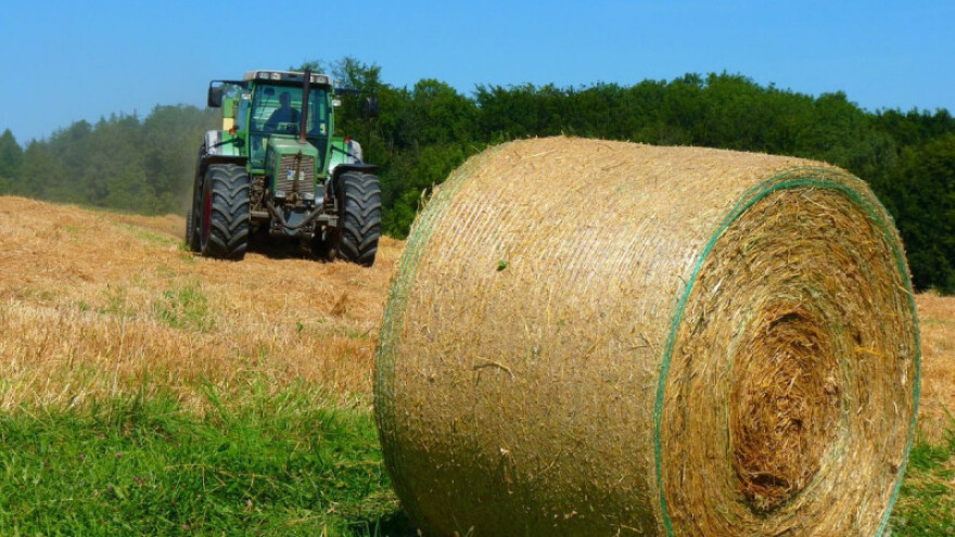 Ova godina rekordna za uljanu repicu, najmanja za pšenicu!