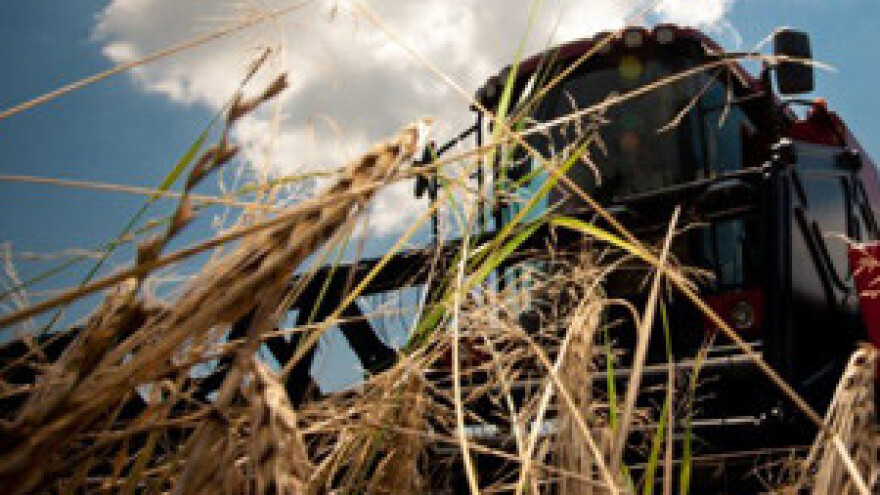 Zbog slabe žetve raste cijena pšenice