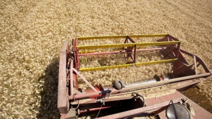 Kiša umanjila kvalitetu pšenice u cijeloj Europi