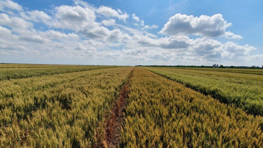 Prisustvo virusa patuljavosti pšenice: Propadaju cele biljke