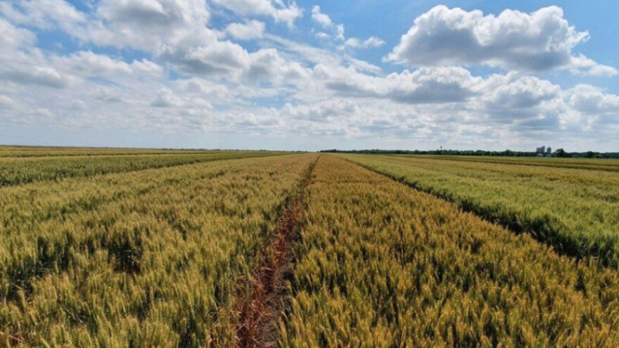 Od virusa patuljavosti pšenice propadaju cijele biljke