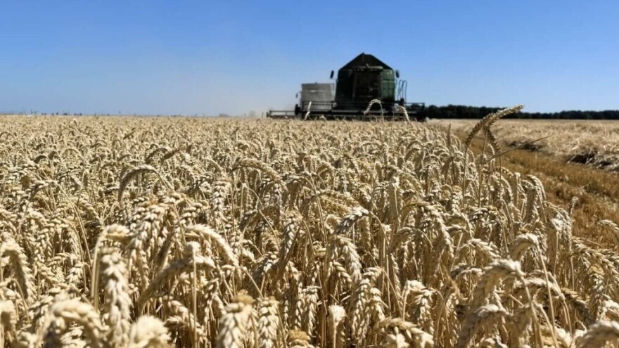 Vlada usvojila zaključak o otkupu određenih količina novog roda pšenice