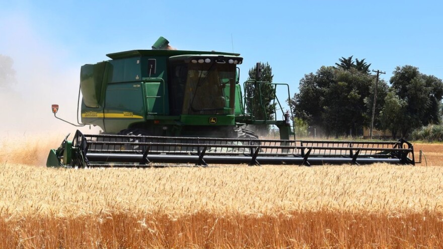 Cene ruske pšenice prvi put pale nakon tromesečnog rasta