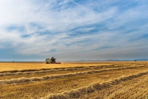 Veliki izvoz rezultirao smanjenjem ruskih zaliha pšenice za 25% u odnosu na 2017.