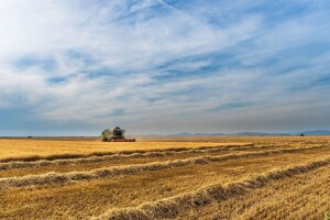 Veliki izvoz rezultirao smanjenjem ruskih zaliha pšenice za 25% u odnosu na 2017.