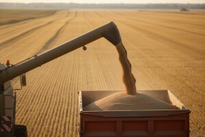 Žetva pšenice pri kraju, urod veći od očekivanog