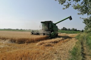 Cijena pšenice je niža nego prije 18 godina