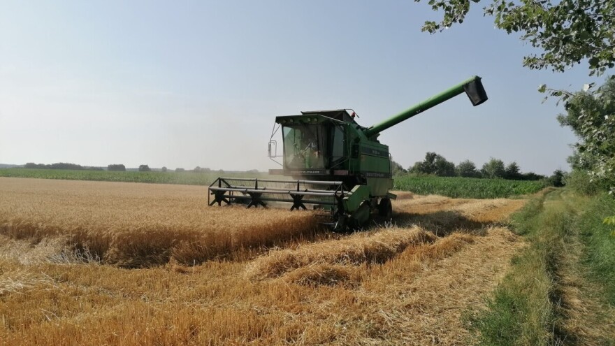 Cijena pšenice je niža nego prije 18 godina