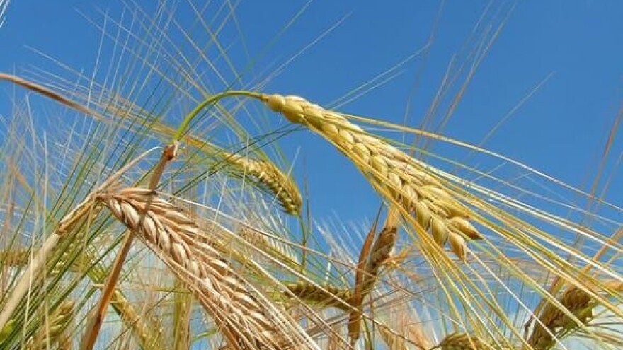 Uzorke pšenice poslat će u institute na analizu