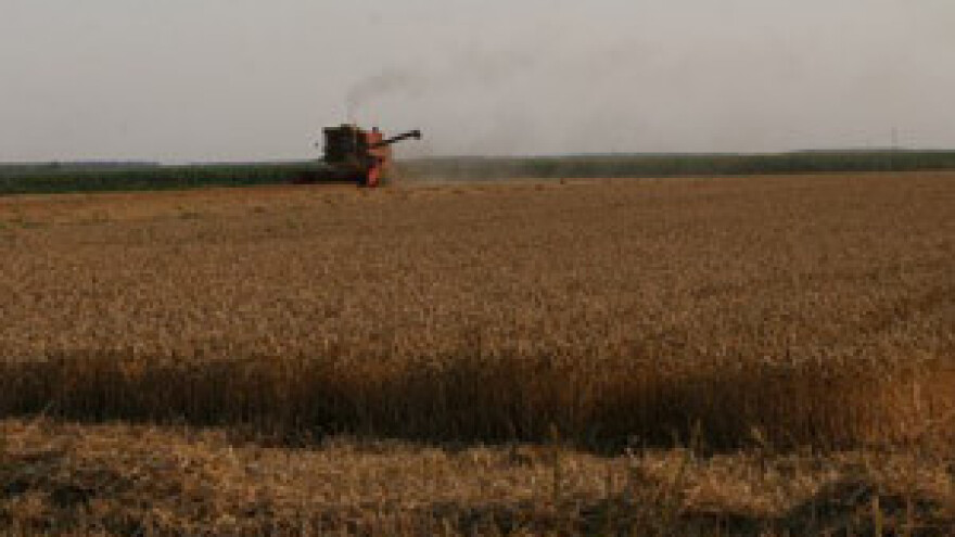 Pšenica dobro rodila