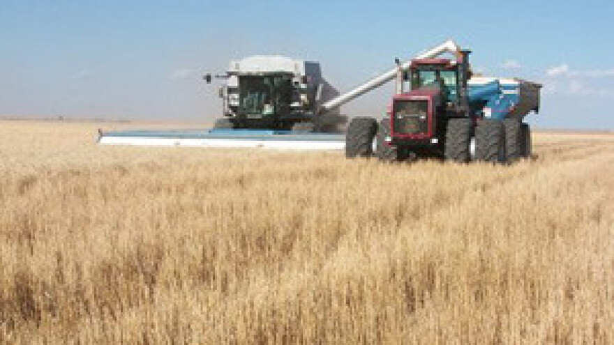 Zaražena pšenica u Slavoniji