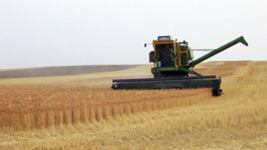 Ratari traže 2,40 kune za pšenicu, otkupljivačima previše i 1,50 kuna