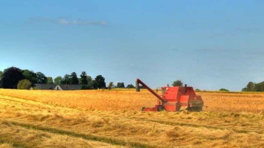 Kiša isprala gluten