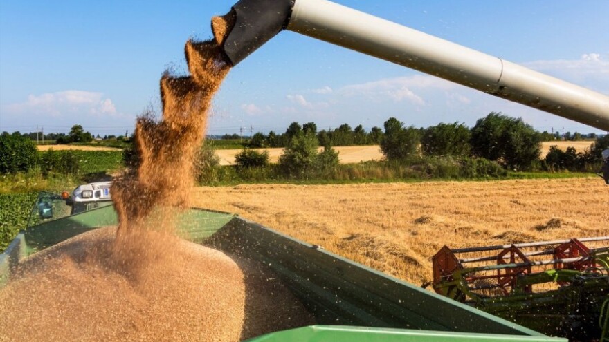 Kreće žetva pšenice, očekuje se 4-6 t/ha!