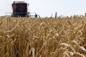 Žetva pšenice isplativa samo uz cijenu iznad kune