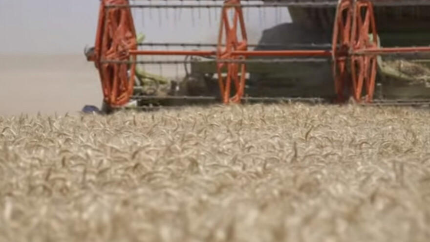 Cena zrna smanjuje površine pod pšenicom?