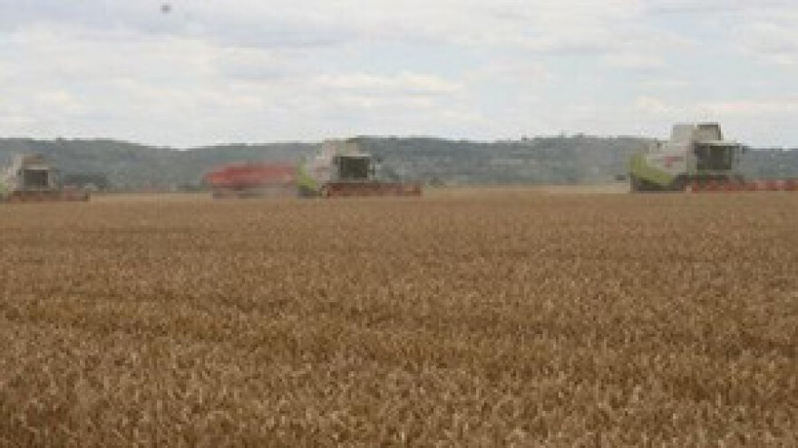 Prinosi pšenice pet do šest tona po hektaru