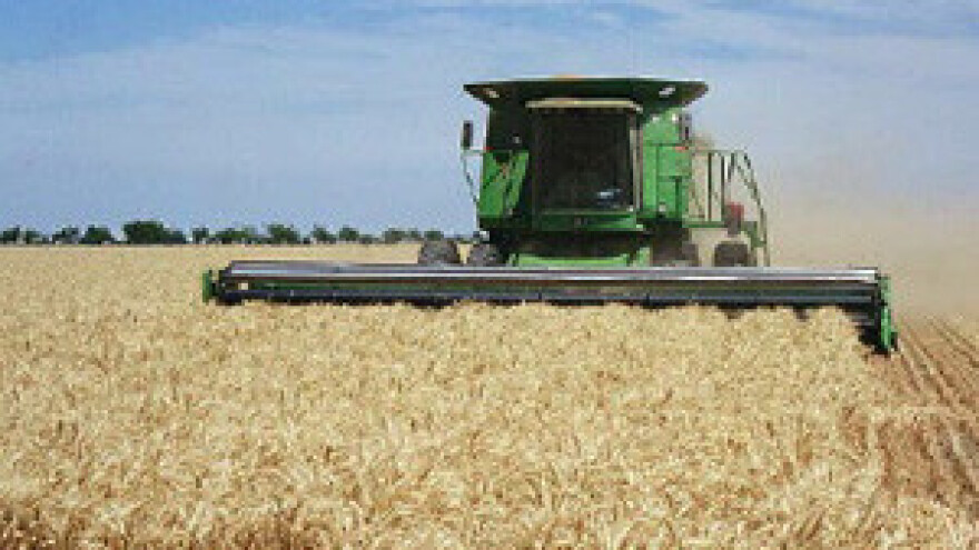 Žetva pšenice pri kraju, urod veći od očekivanog