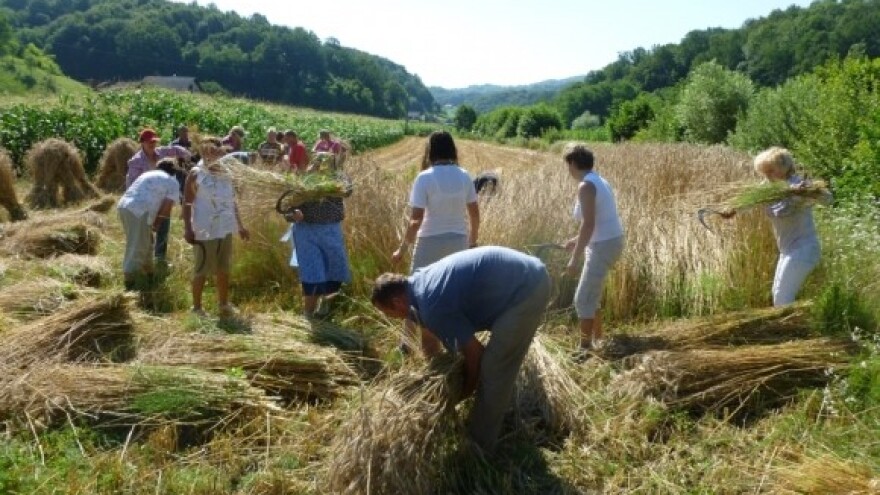 Žetva za obnovu krova starih zagorskih hižica