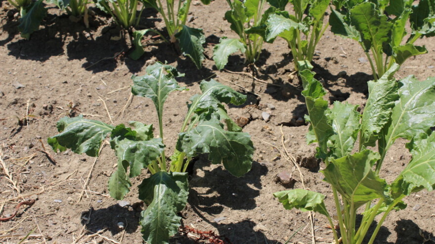 Štetnik koji smanjuje sadržaj šećera u repi - kako ga suzbiti?