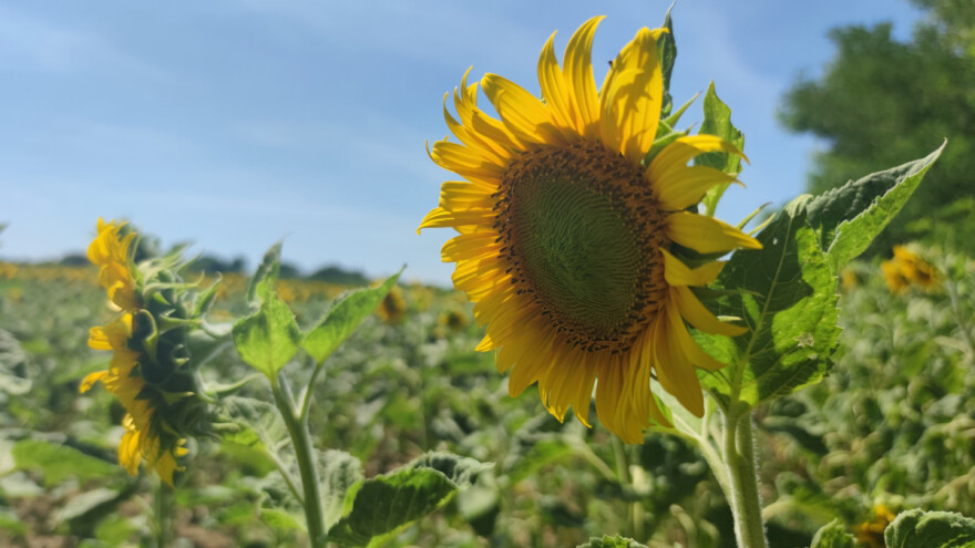 Kojim biljkama treba više, a kojima manje svetlosti da bi se razvijale?