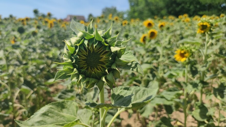 Suncokret "na zeleno" od 111 do 115 dinara za kilogram?