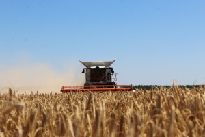 Nova žetva i nove cene - 430 evra za tonu pšenice