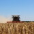 Nova žetva i nove cene - 430 evra za tonu pšenice