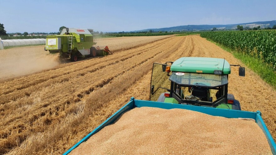Uprkos svim nedaćima - ostvaren stabilan prinos pšenice?