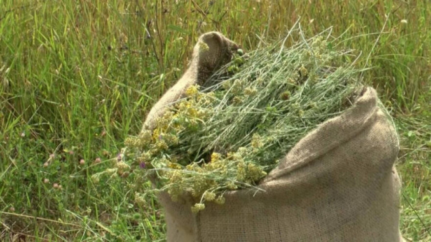 Planirate li uložiti u smilje, o ovome morate voditi računa!