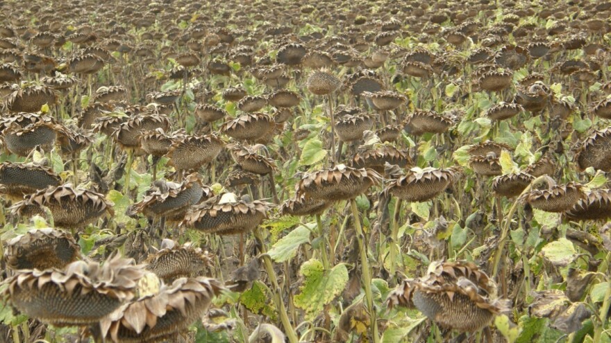 Suncokret uspeo da nalije zrno, očekivana cena 50 dinara za kilogram?